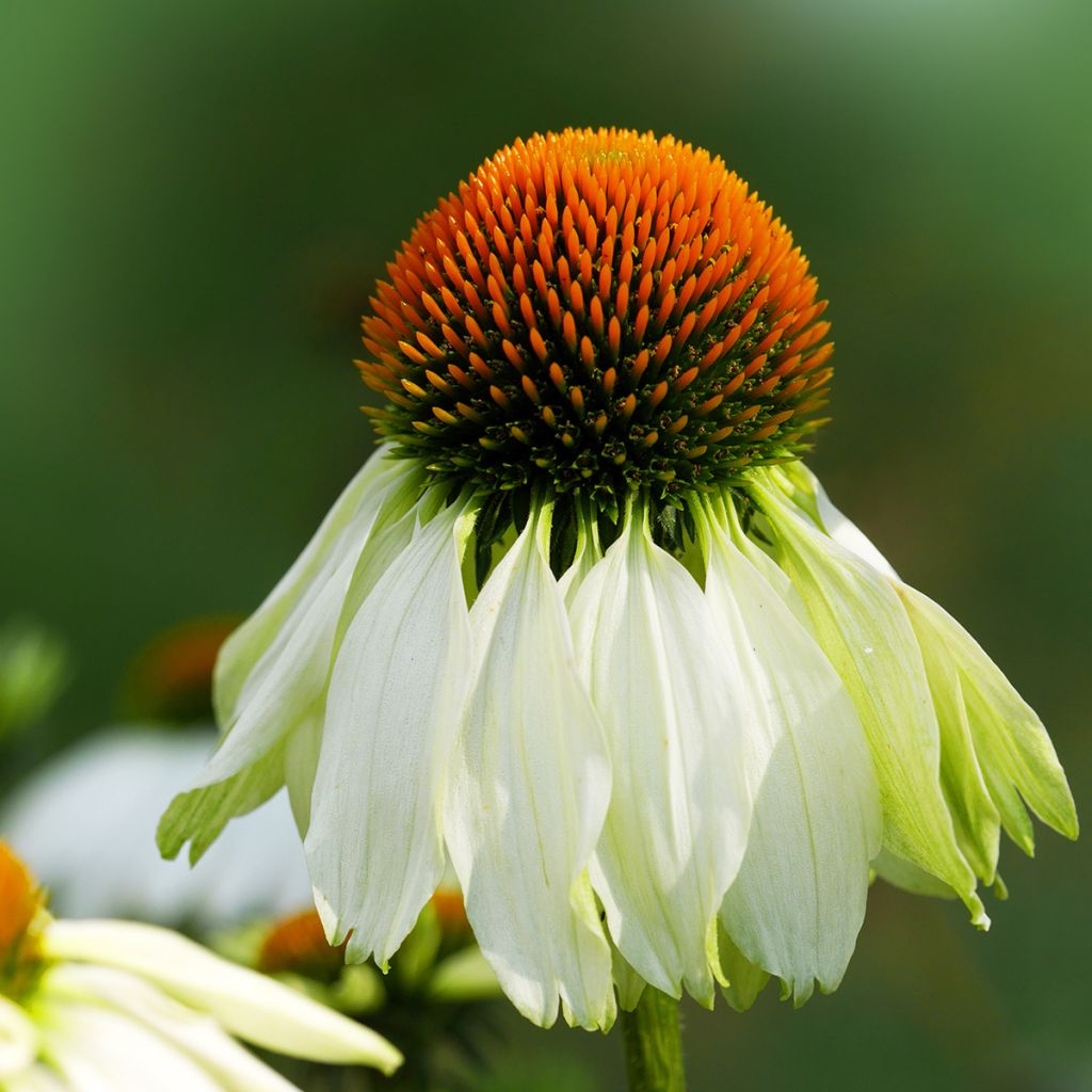 Echinacea purpurea Alba - Purple Coneflower