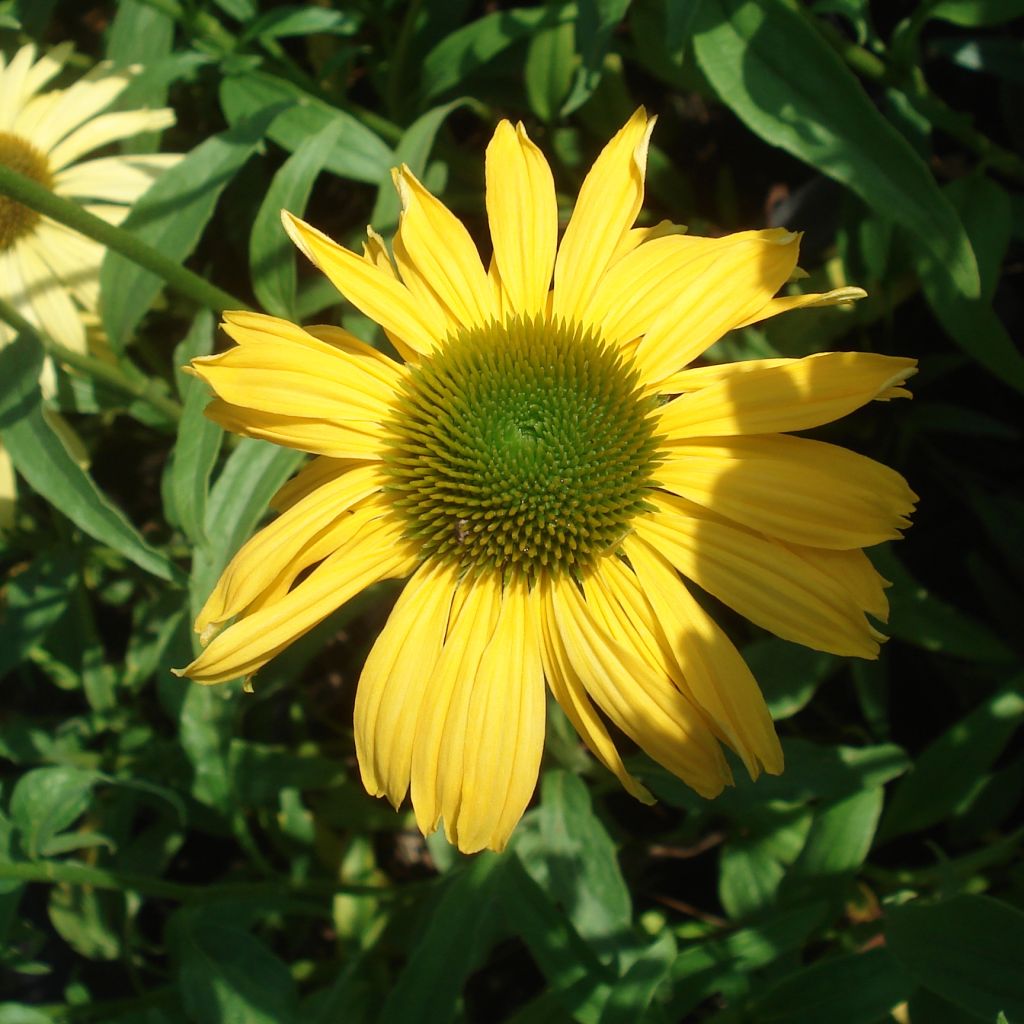 Echinacea purpurea Daydream - Purple Coneflower