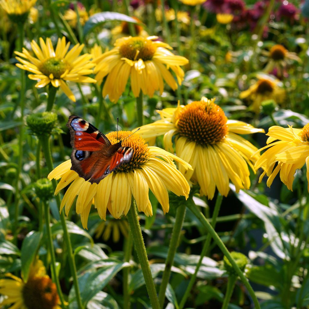 Echinacea purpurea Daydream - Purple Coneflower