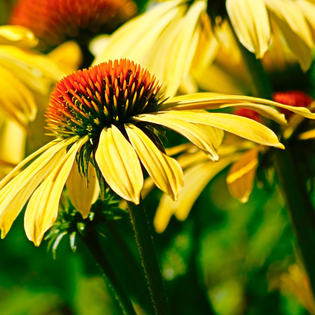 Echinacea purpurea Daydream - Purple Coneflower