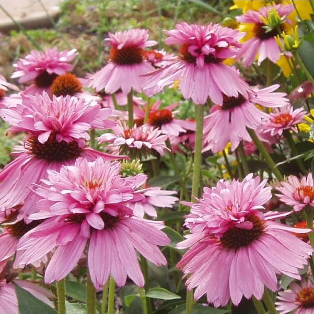 Echinacea purpurea Double Decker - Echinacée pourpre Double Decker