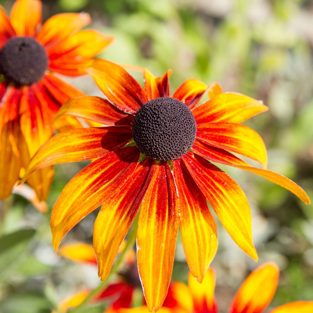 Echinacea Funky Yellow - Purple Coneflower