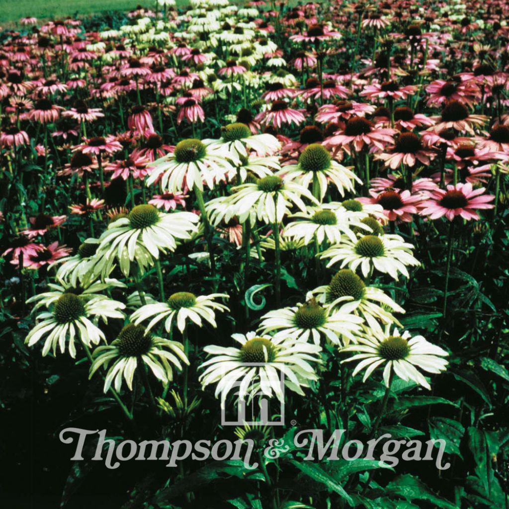 Echinacea Purpurea Lustre Hybrids 