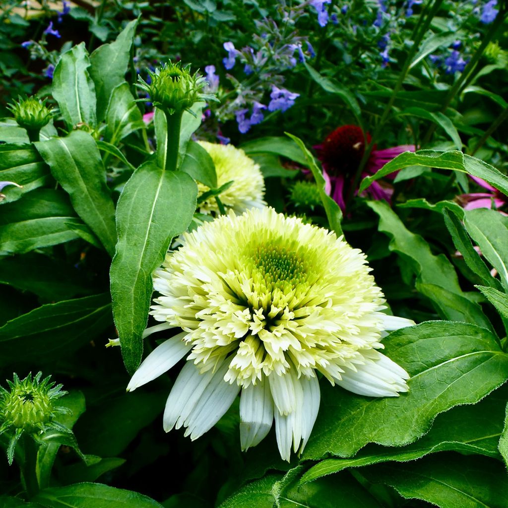 Echinacea purpurea Meringue - Purple Coneflower