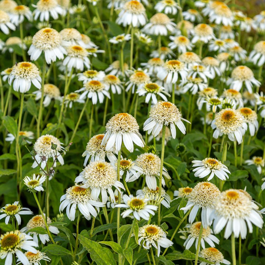 Echinacea purpurea Milkshake - Purple Coneflower