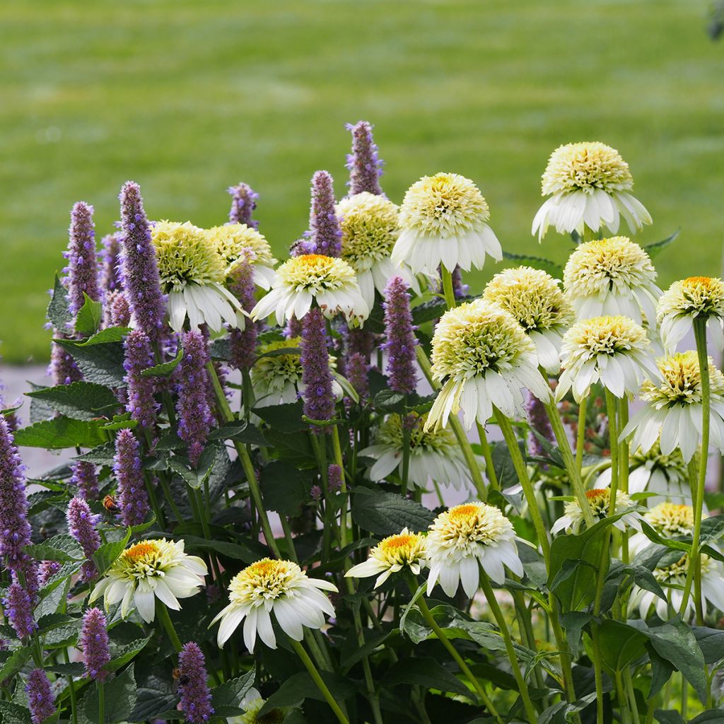 Echinacea purpurea Milkshake - Purple Coneflower