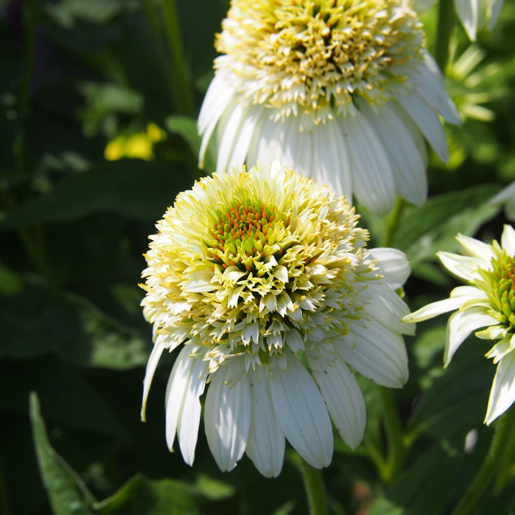 Echinacea purpurea Milkshake - Purple Coneflower