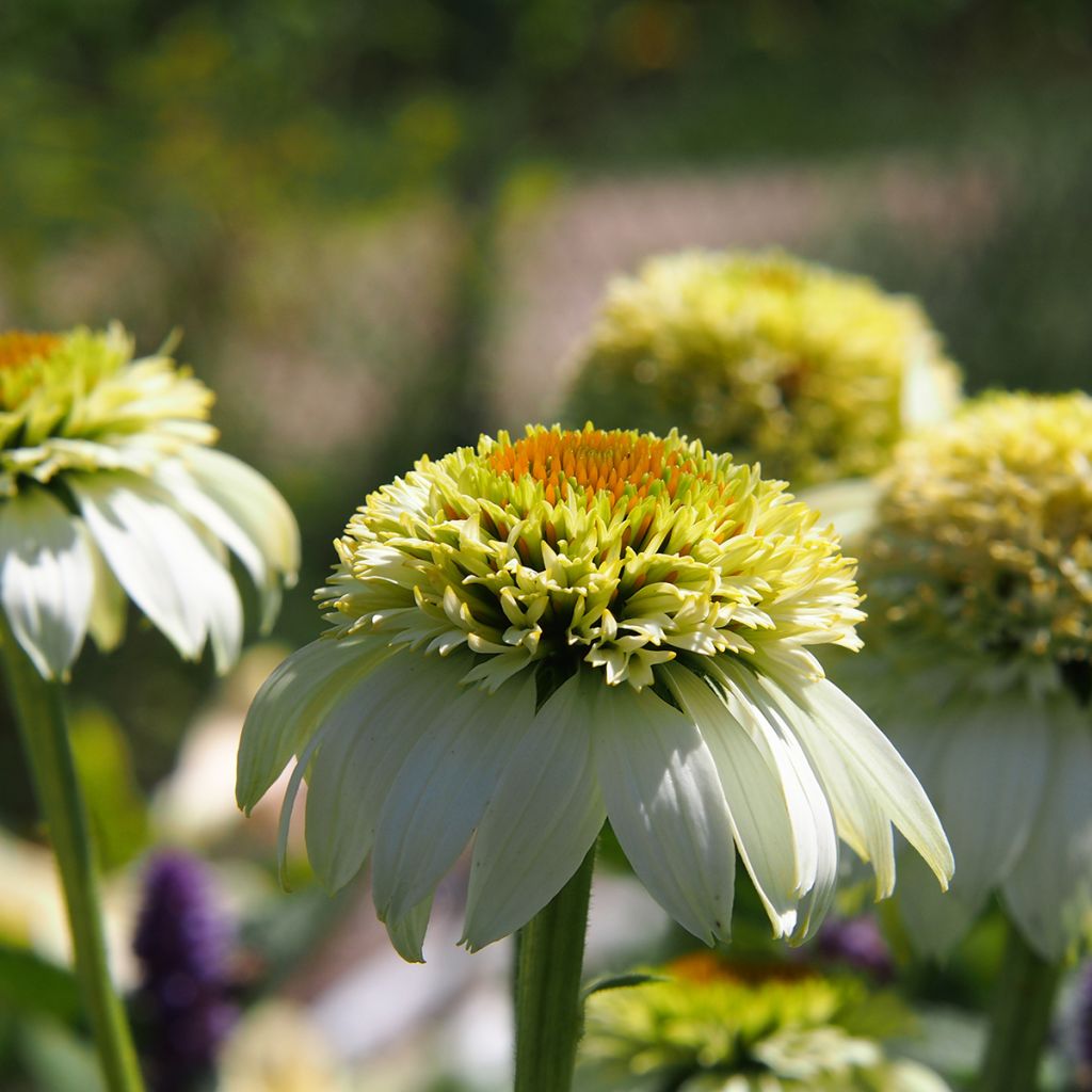 Echinacea purpurea Milkshake - Purple Coneflower