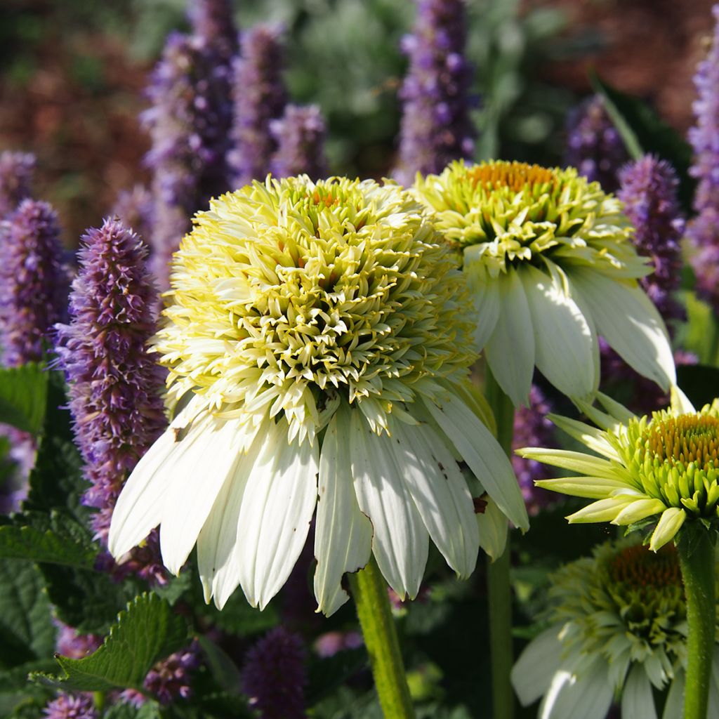 Echinacea purpurea Milkshake - Purple Coneflower