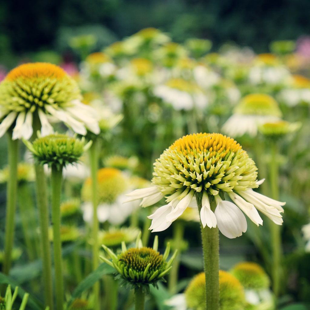 Echinacea purpurea Milkshake - Purple Coneflower