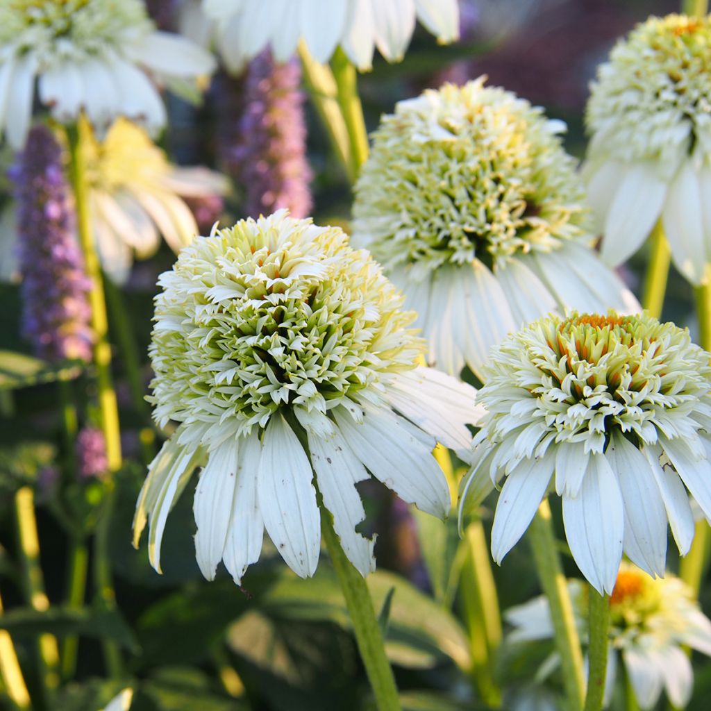 Echinacea purpurea Milkshake - Purple Coneflower