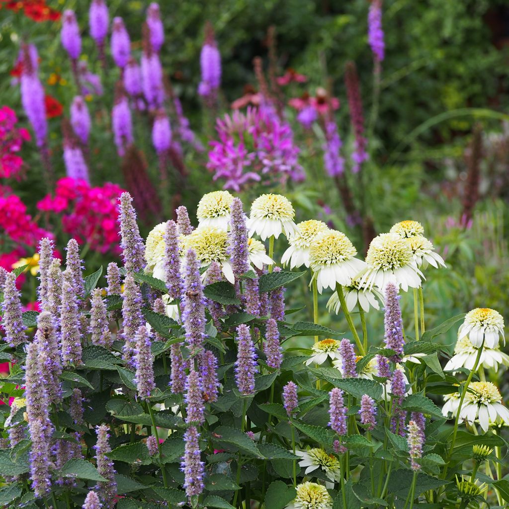 Echinacea purpurea Milkshake - Purple Coneflower