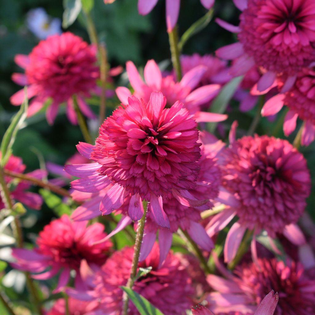 Echinacea purpurea Pink Double Delight - Purple Coneflower