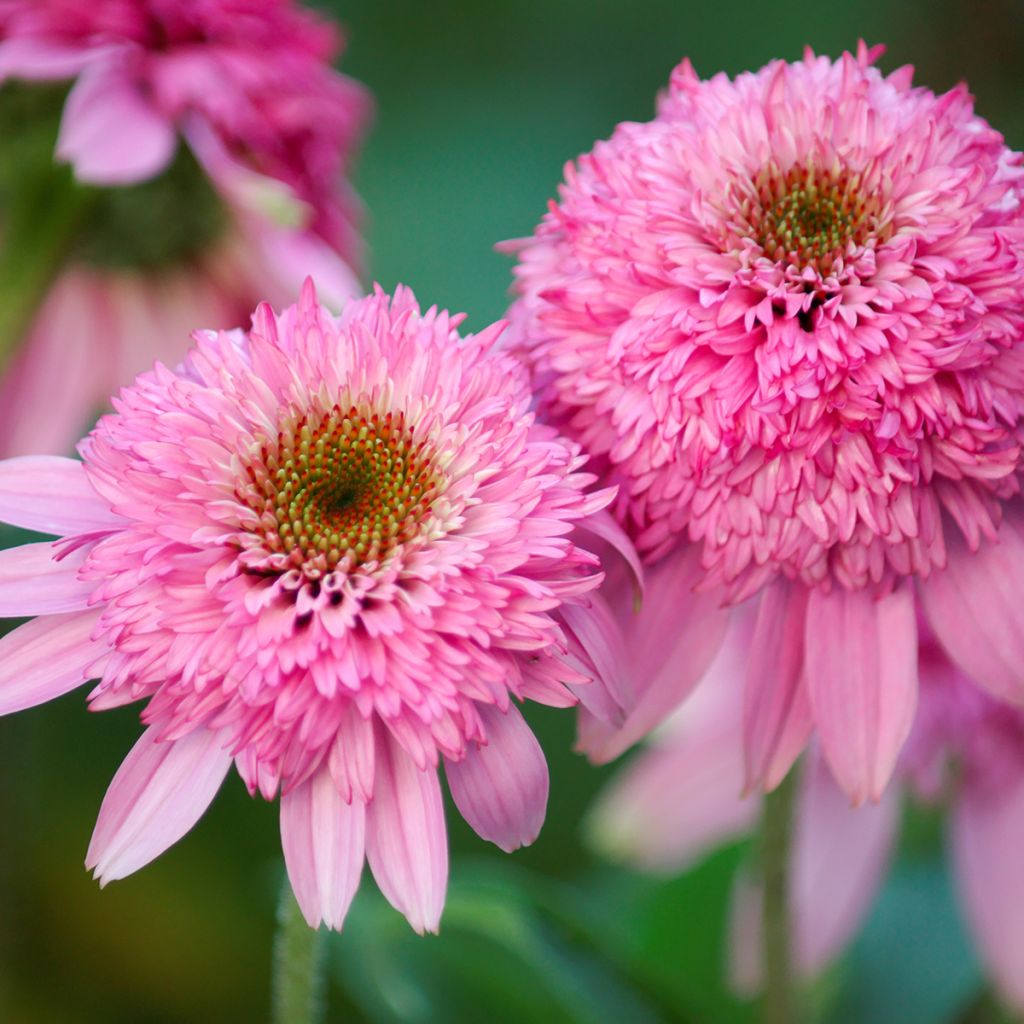 Echinacea purpurea Pink Double Delight - Purple Coneflower