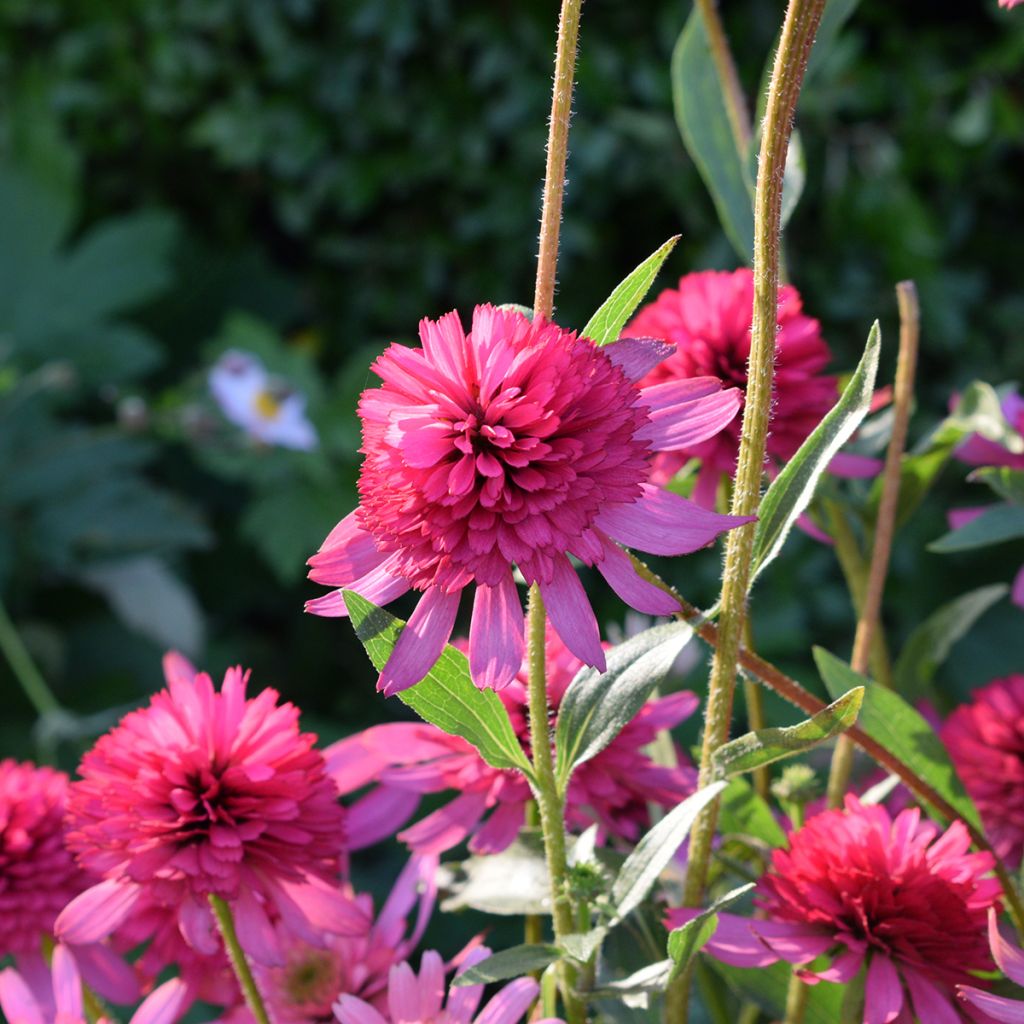 Echinacea purpurea Pink Double Delight - Purple Coneflower