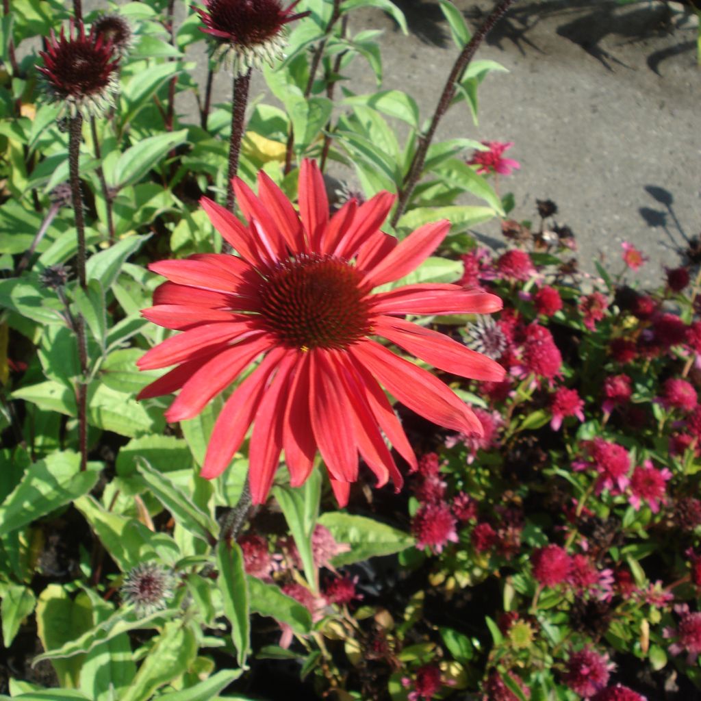 Echinacea purpurea Solar Flare - Rudbeckia pourpre