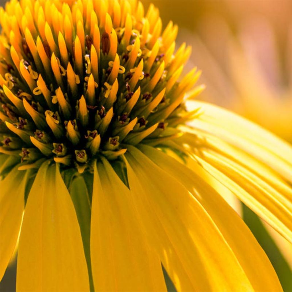 Echinacea Summer Breeze - Purple Coneflower