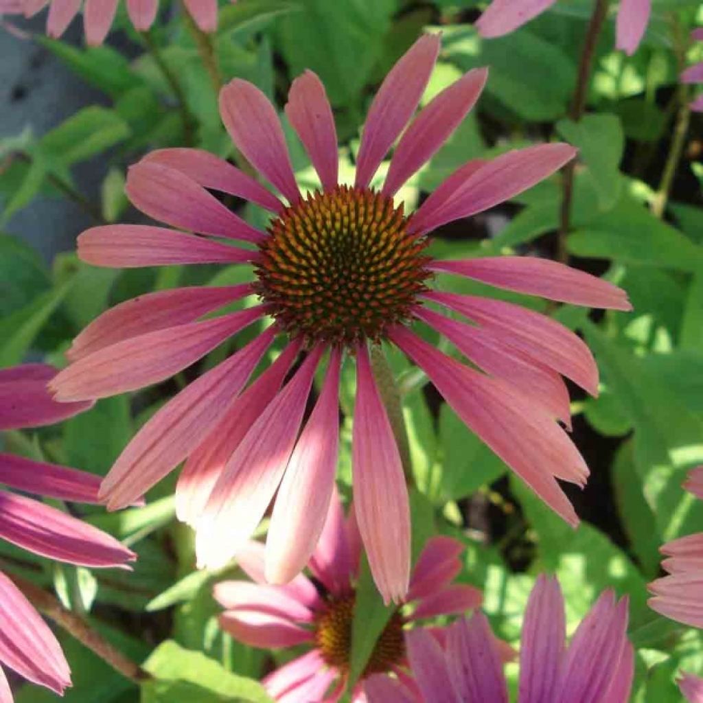 Echinacea ou Rudbeckia purpurea Summer Cocktail