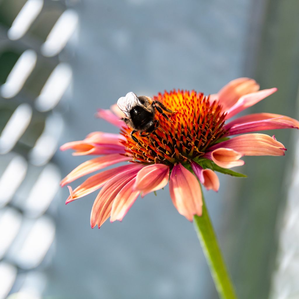 Echinacea purpurea Sundown - Purple Coneflower