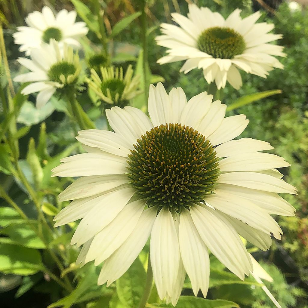 Echinacea purpurea Virgin - Rudbeckia pourpre