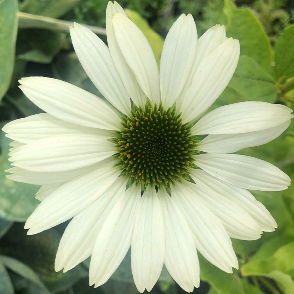 Echinacea purpurea Virgin - Rudbeckia pourpre