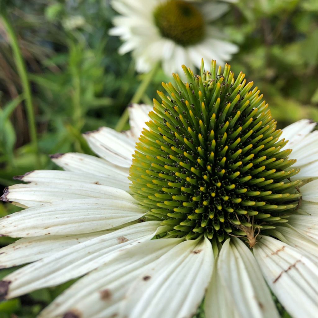 Echinacea purpurea Virgin - Echinacée