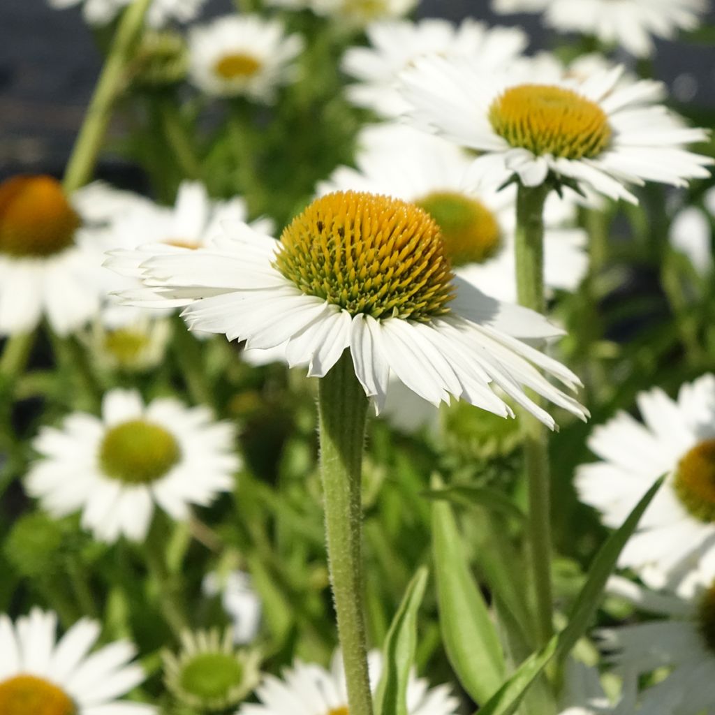 Echinacea Meditation white - Purple Coneflower