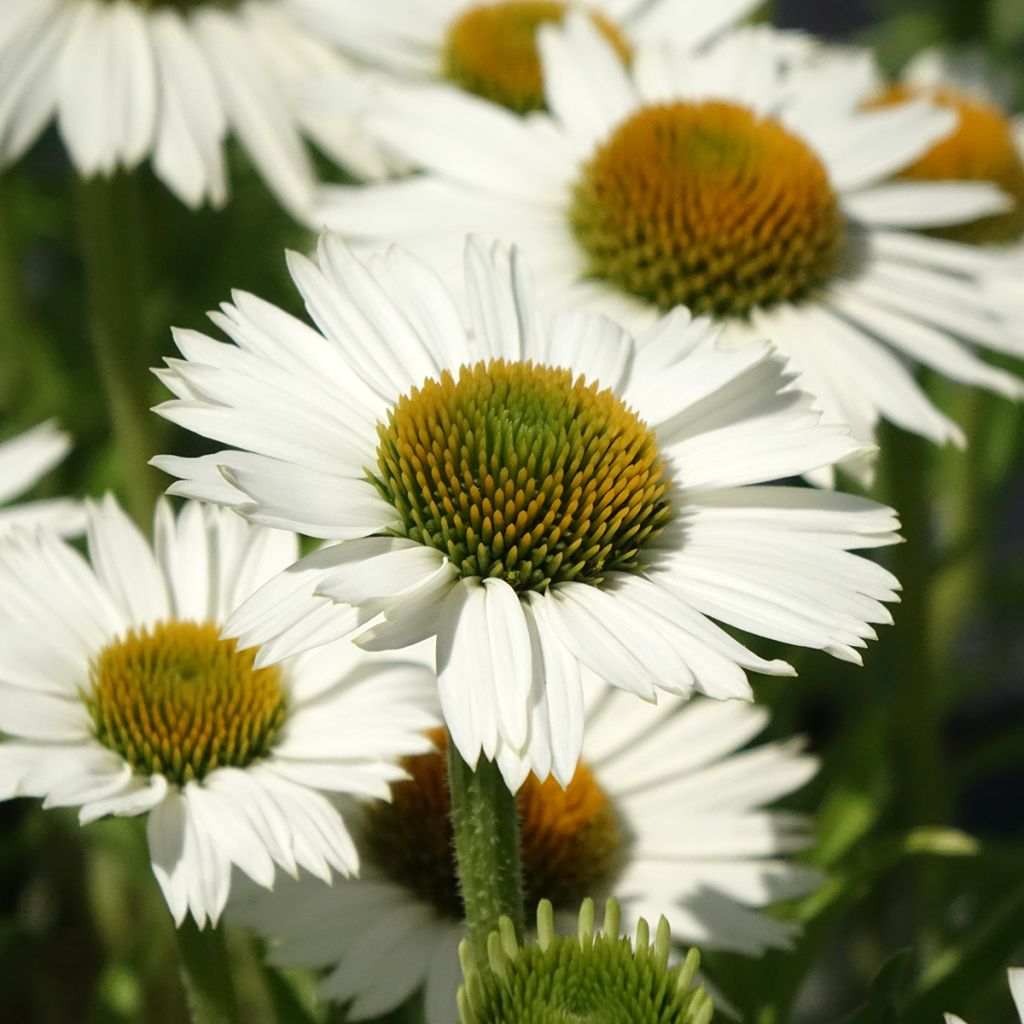 Echinacea Meditation white - Purple Coneflower
