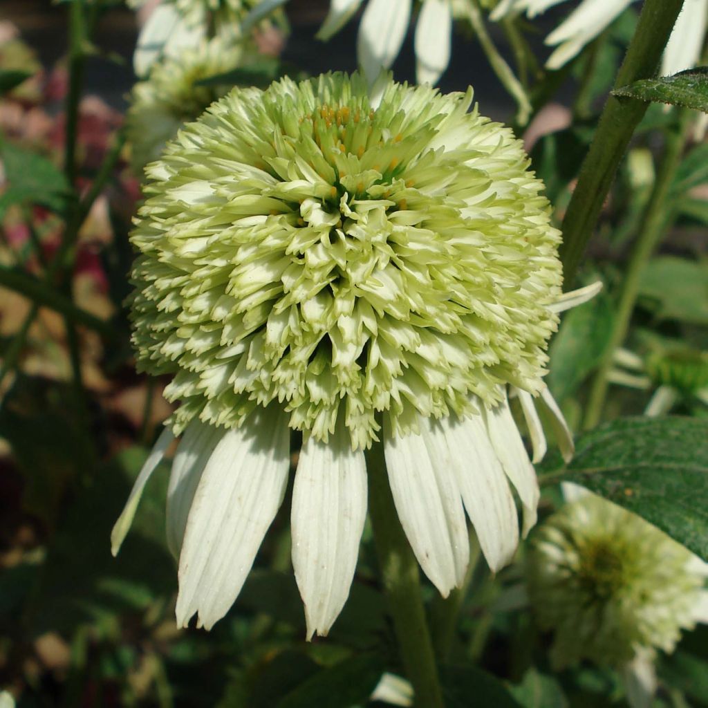 Echinacea purpurea Coconut Lime - Purple Coneflower