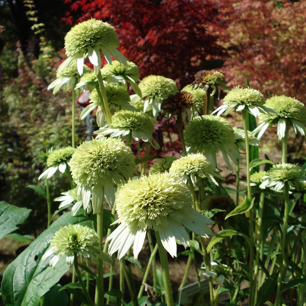 Echinacea purpurea Coconut Lime - Purple Coneflower