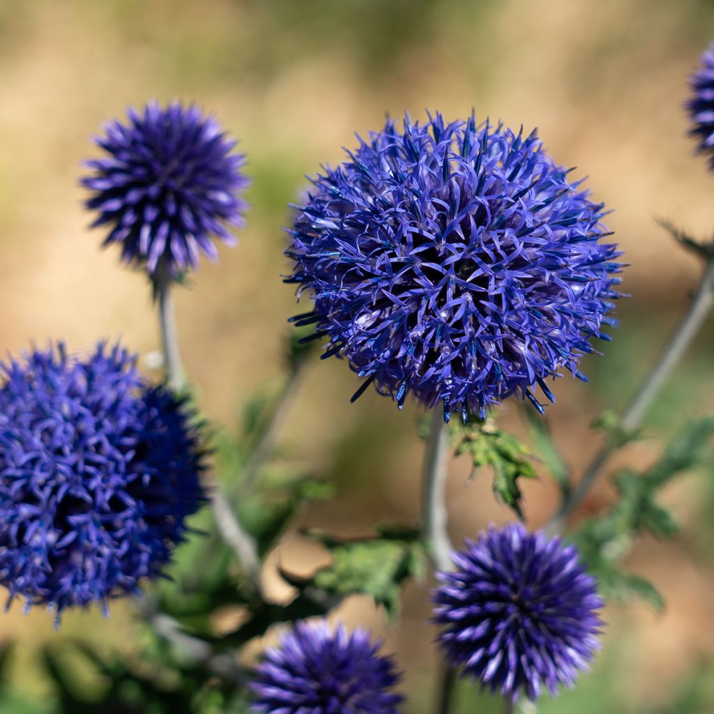 Echinops bannaticus Blue Globe