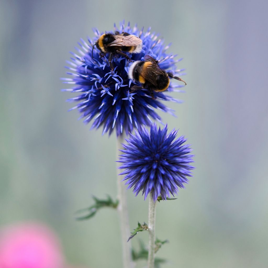 Echinops bannaticus Blue Globe