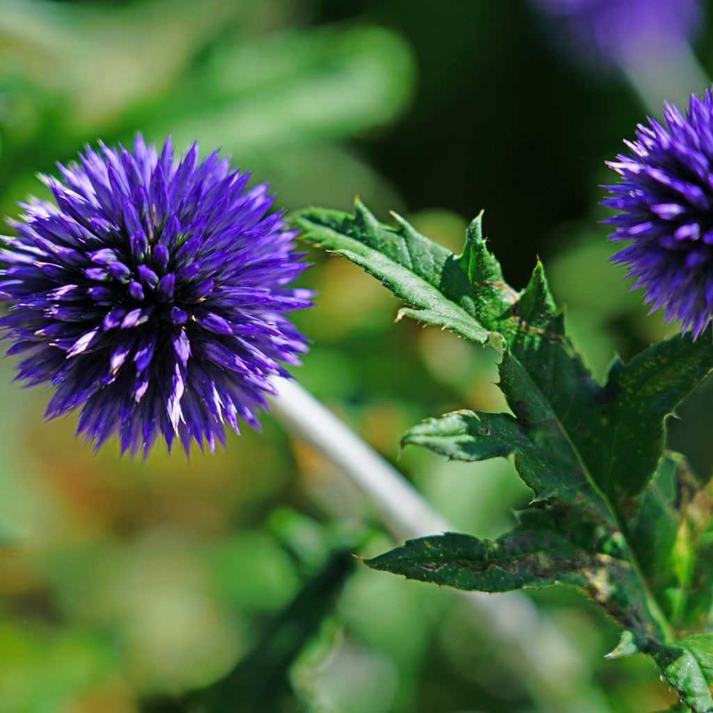 Echinops bannaticus Blue Globe