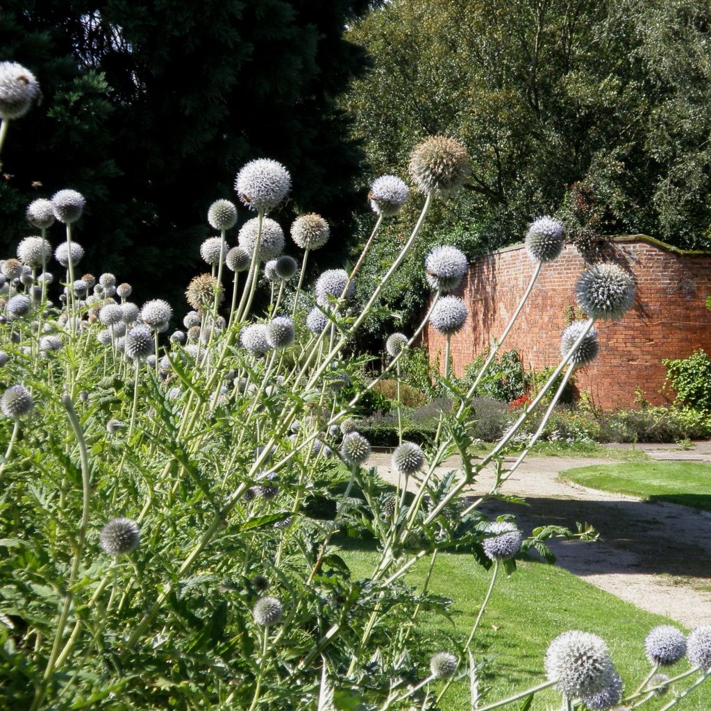 Echinops bannaticus Star Frost - Boule azurée blanche