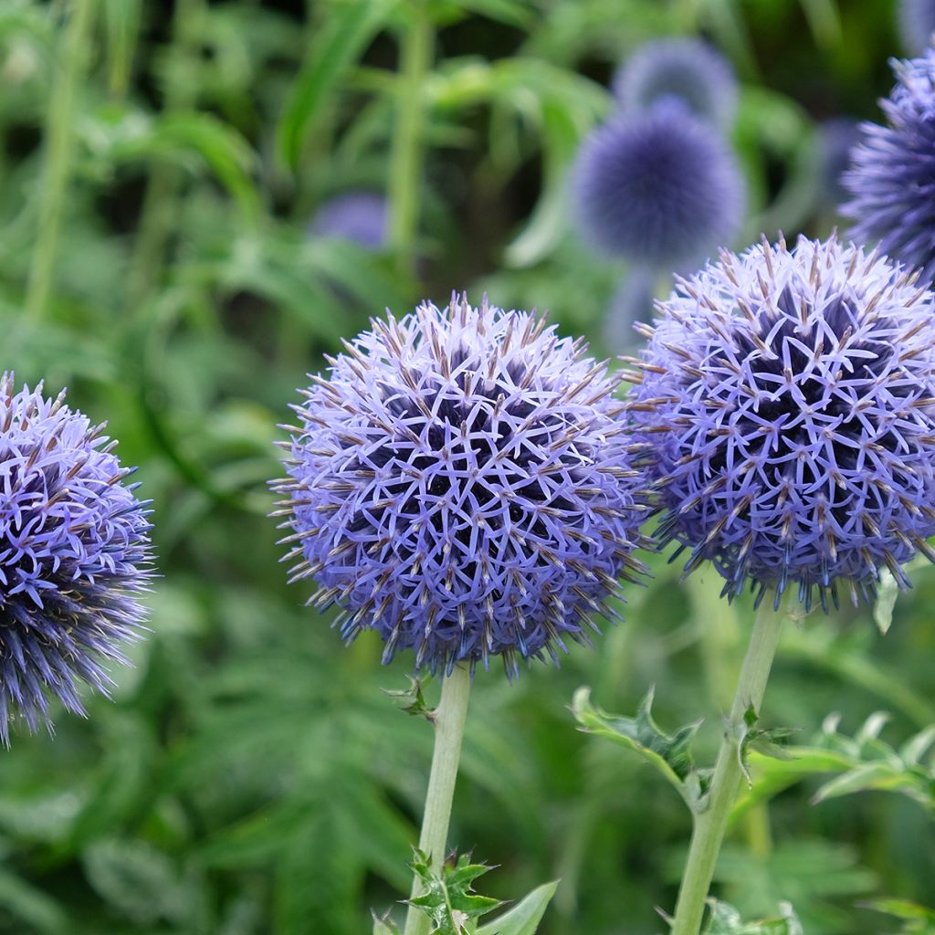 Echinops bannaticus Taplow Blue