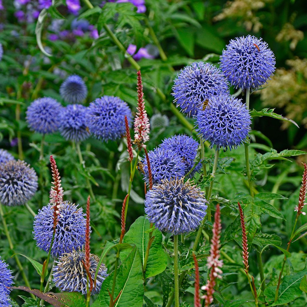 Echinops bannaticus Taplow Blue