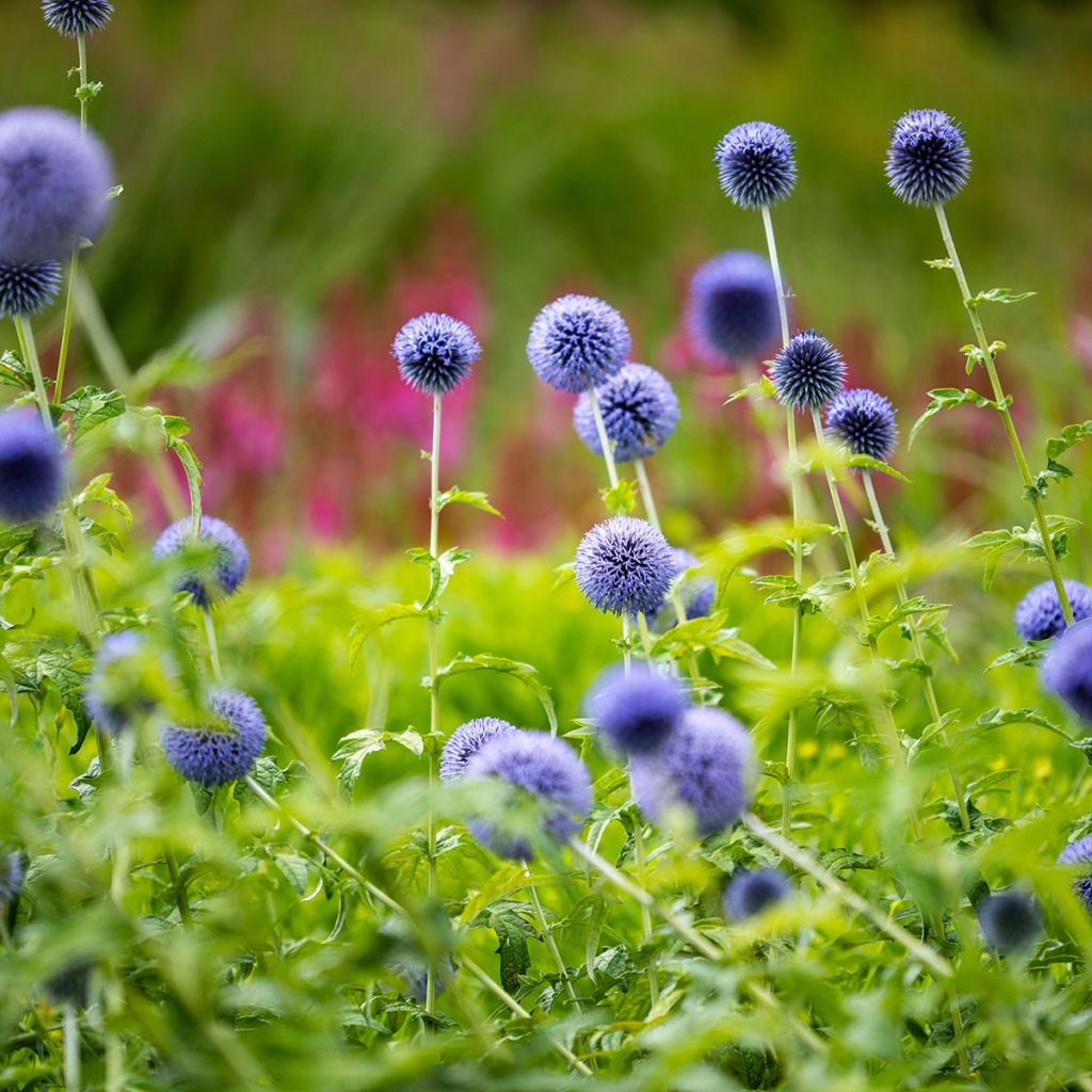 Echinops bannaticus Taplow Blue