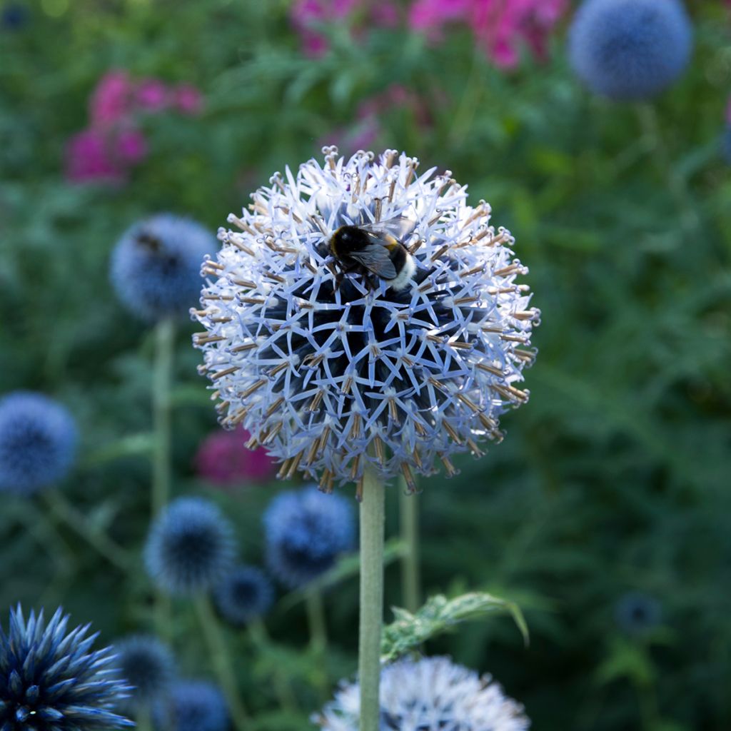 Echinops bannaticus Taplow Blue