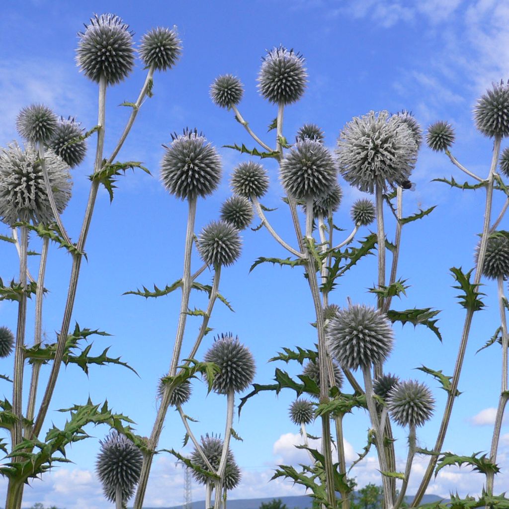 Echinops bannaticus Blue Globe - Boule azurée