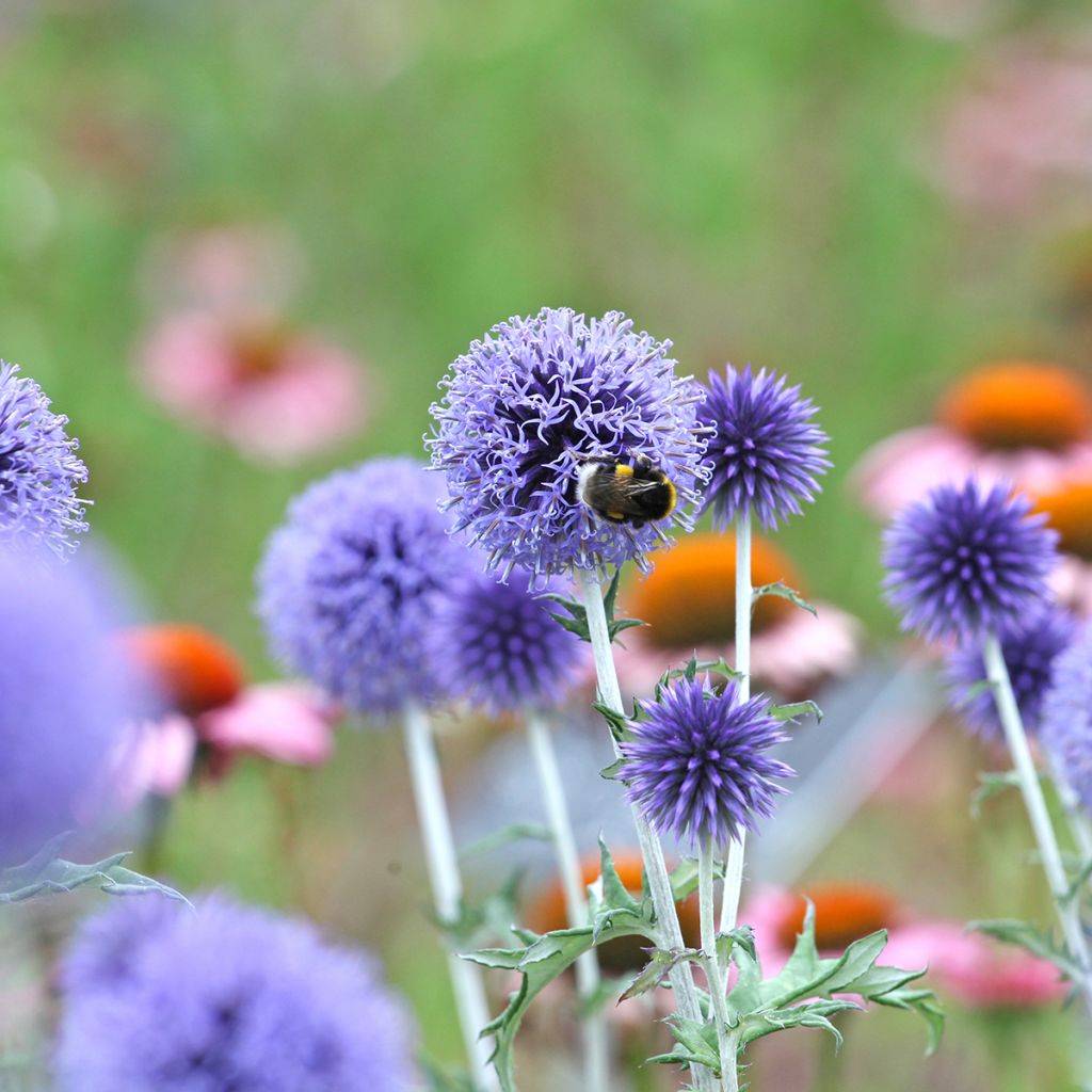 Echinops ritro Veitch’s Blue