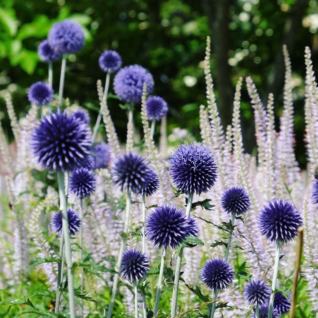 Echinops ritro Veitch’s Blue