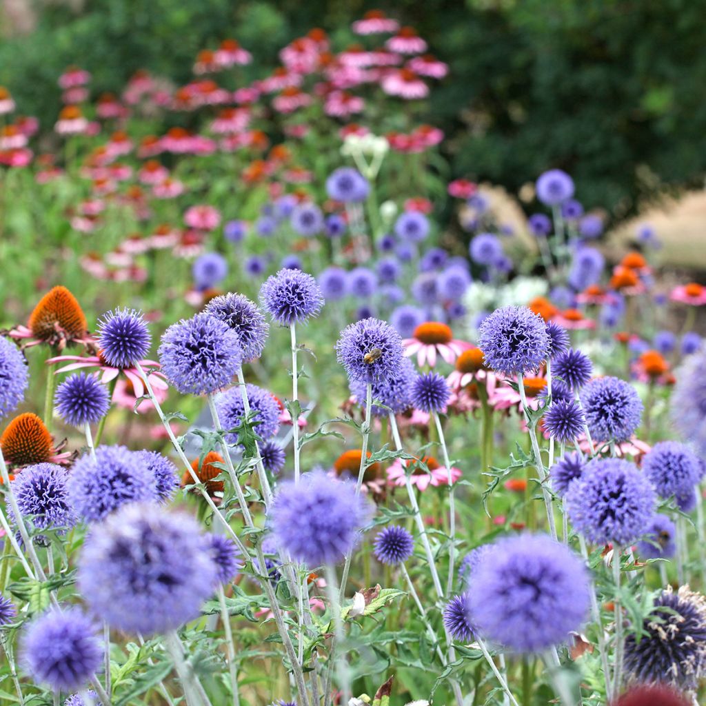 Echinops ritro Veitch’s Blue