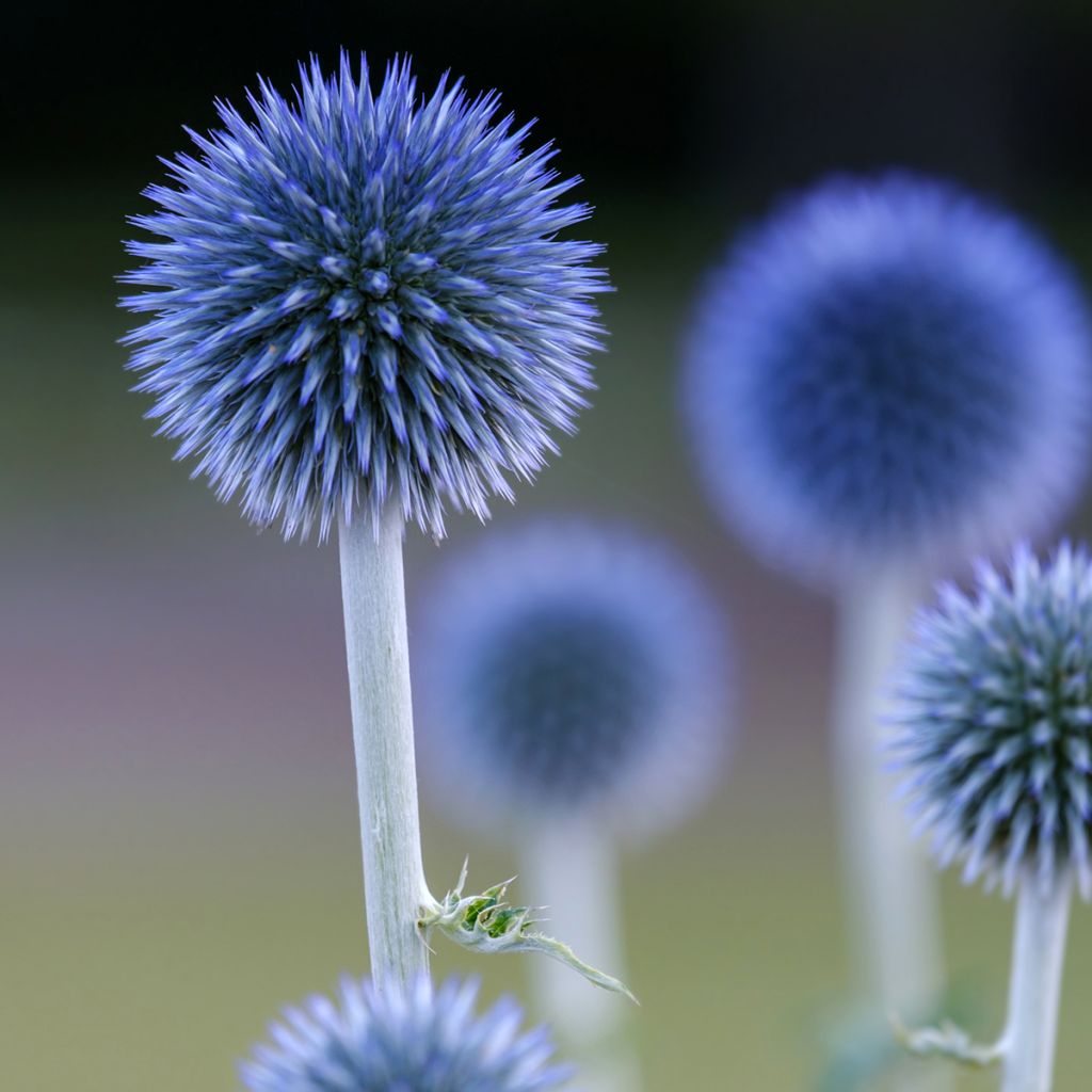 Echinops ritro Veitch’s Blue