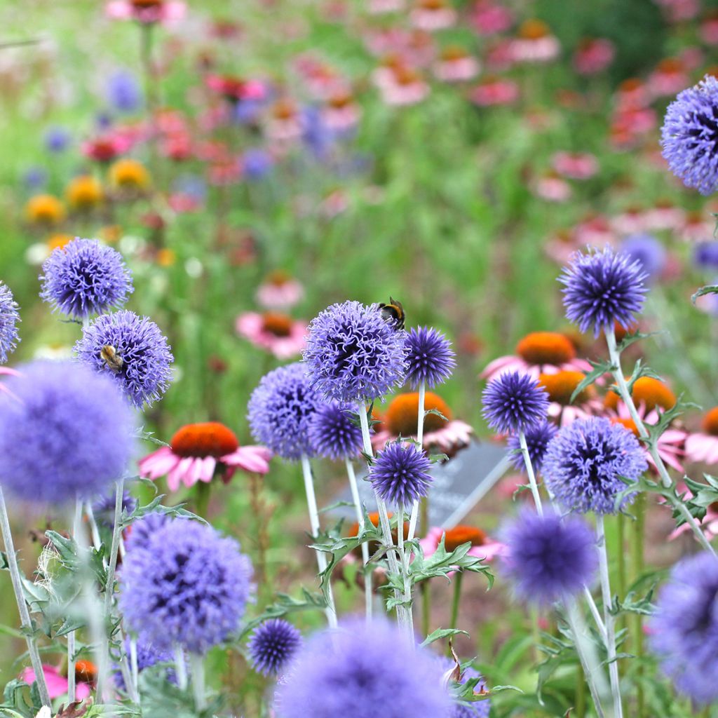 Echinops ritro Veitch’s Blue