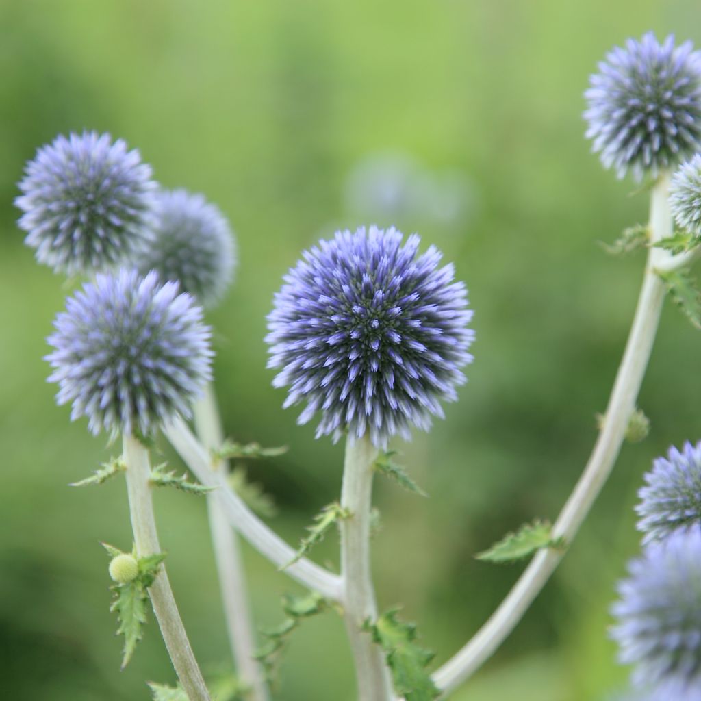 Echinops sphaerocephalus, Boule azurée