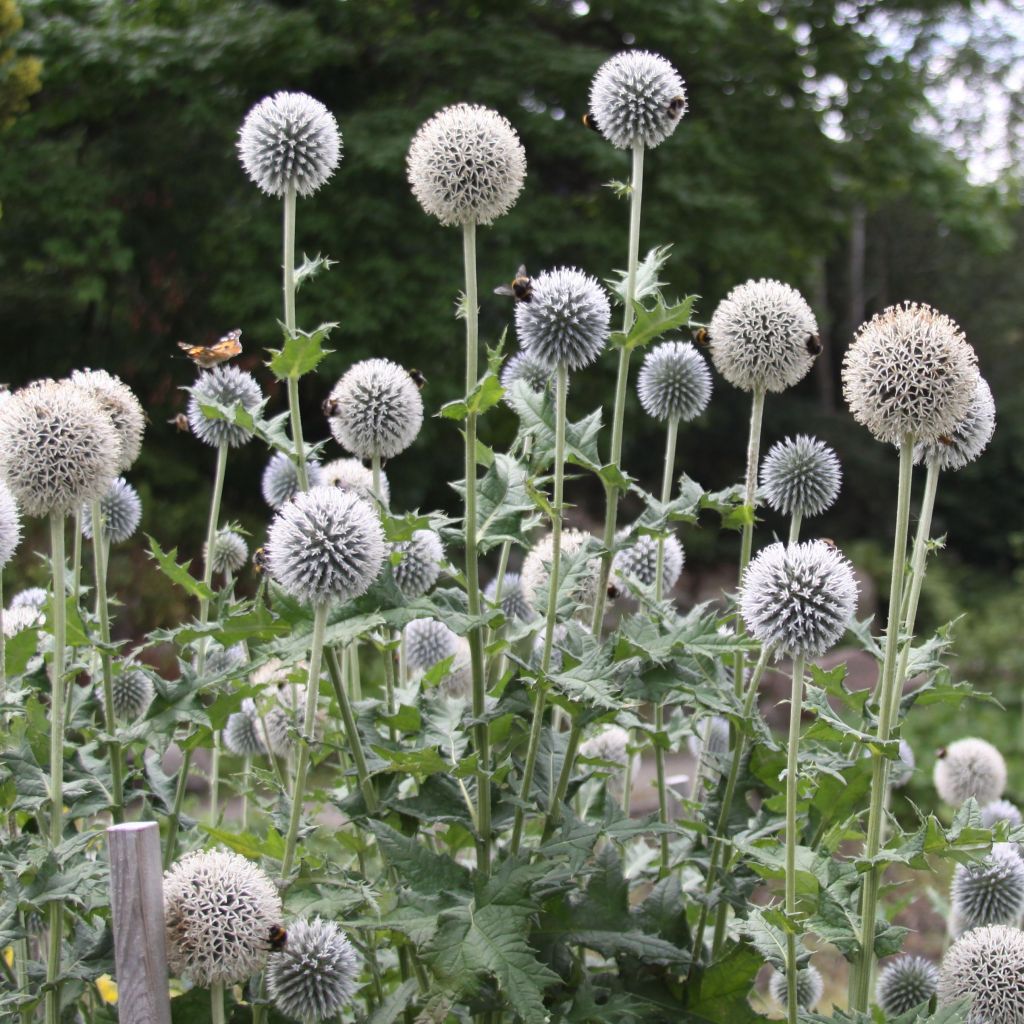 Echinops sphaerocephalus, Boule azurée