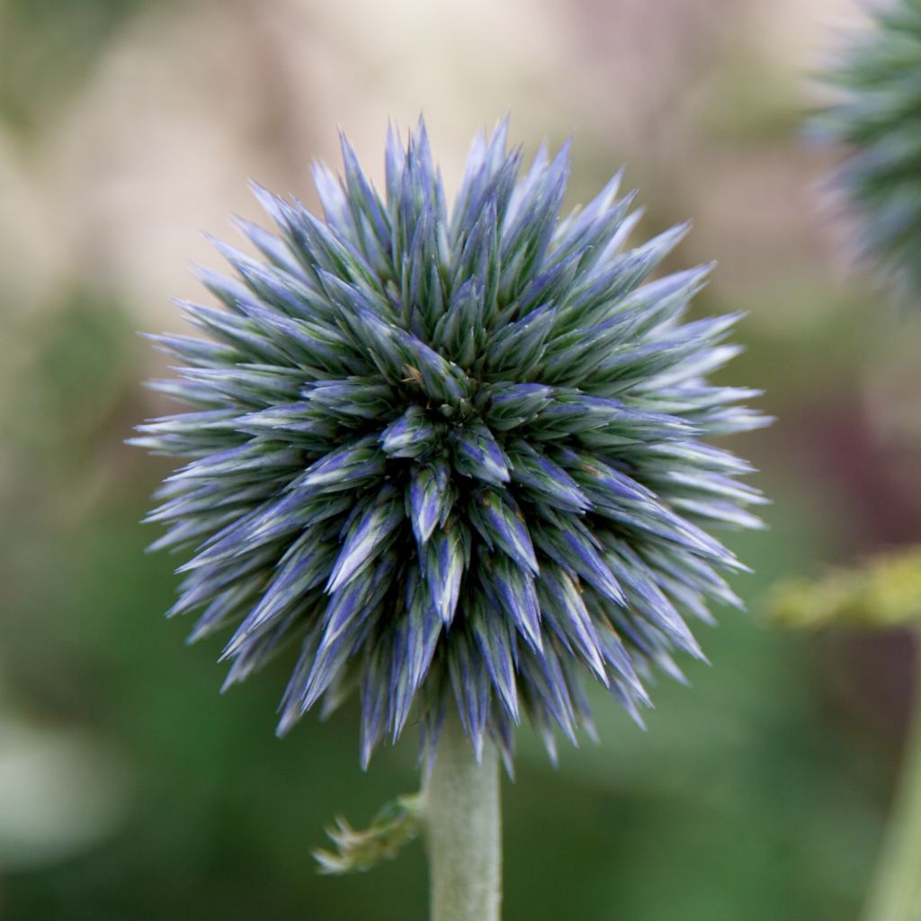 Echinops sphaerocephalus, Boule azurée