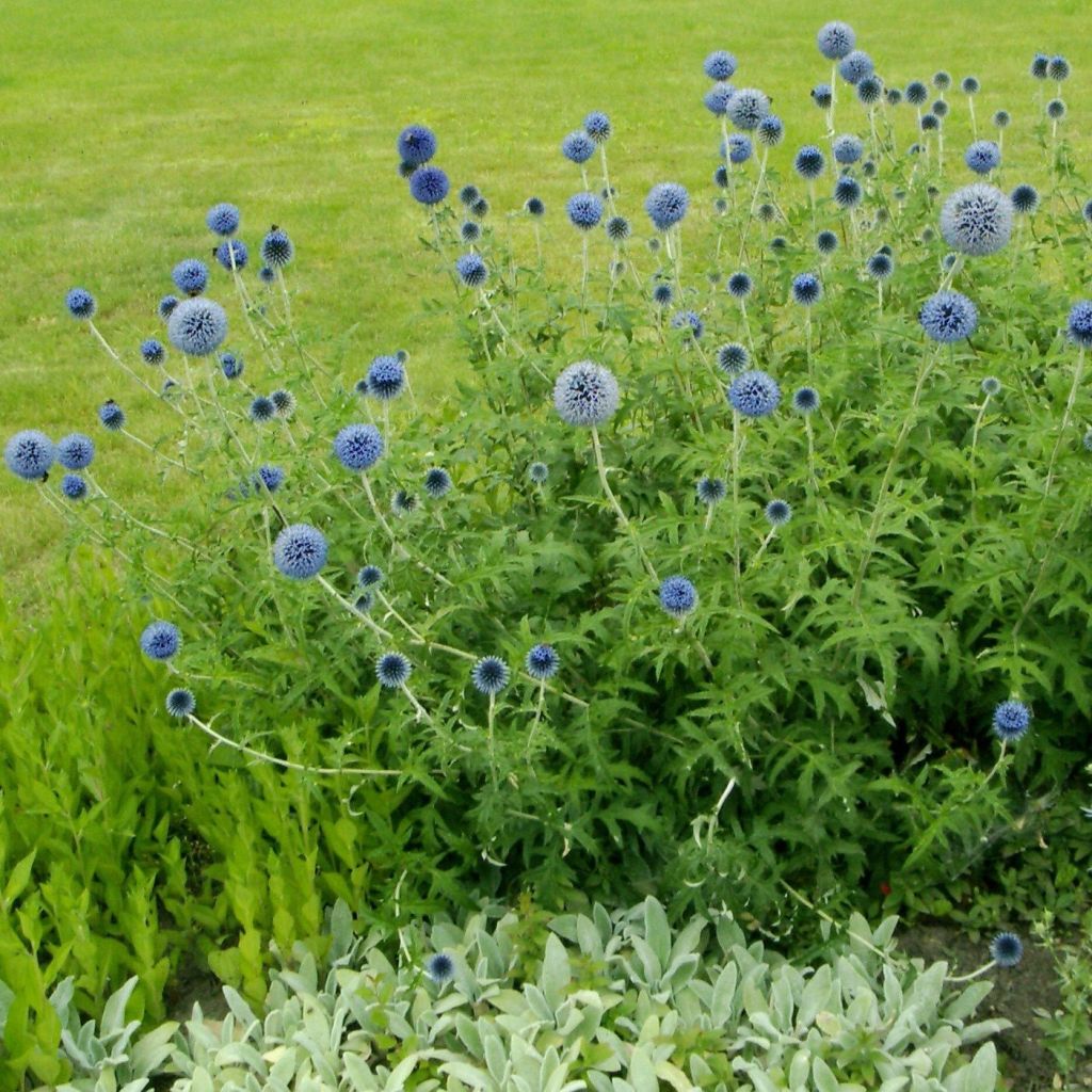 Echinops sphaerocephalus, Boule azurée