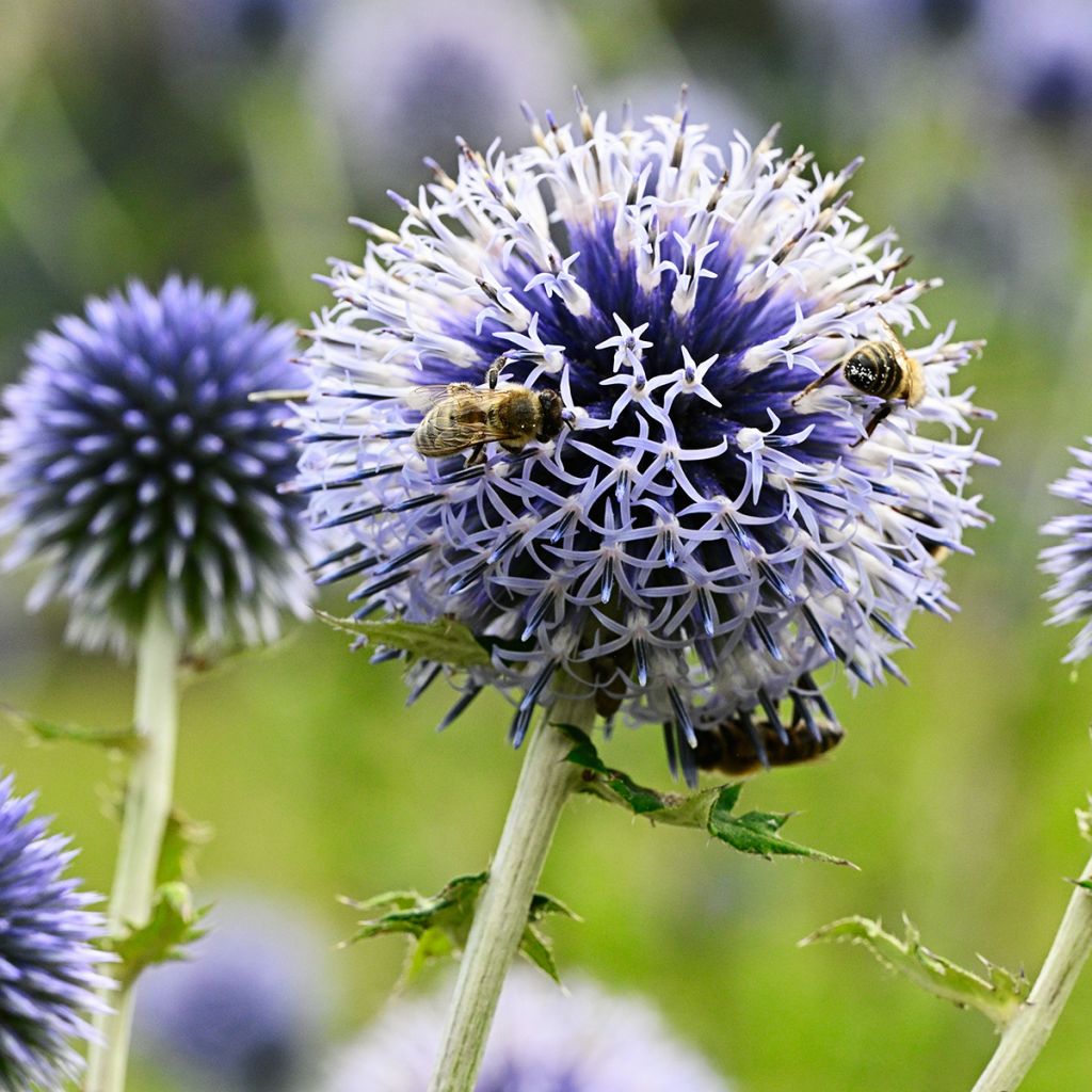 Echinops sphaerocephalus