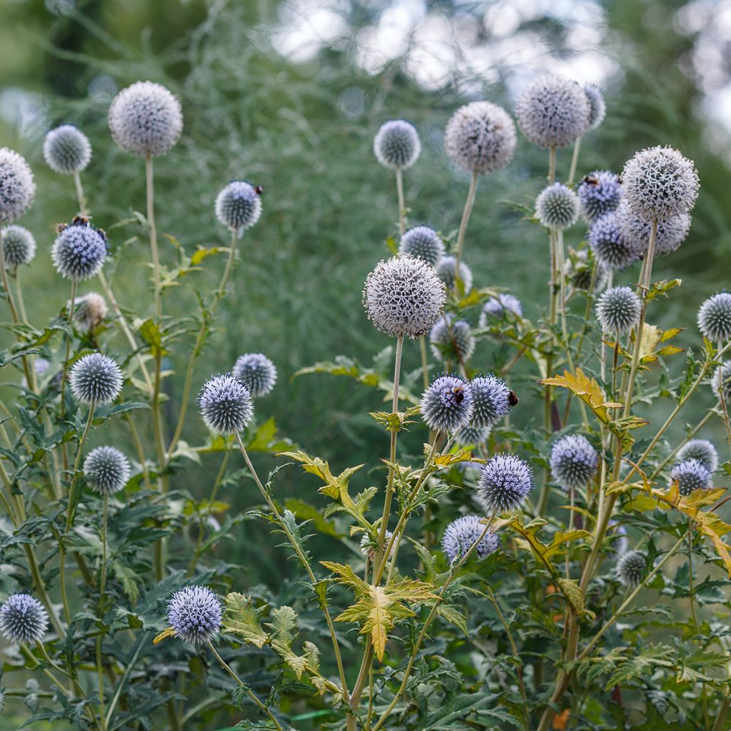 Echinops sphaerocephalus